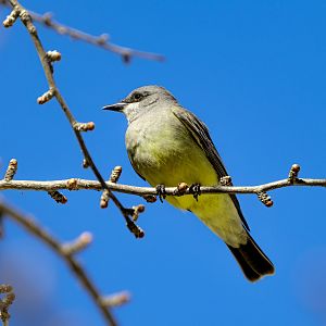 Cassin’s Kingbird(wild)