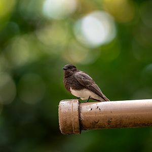 Black Phoebe(wild)