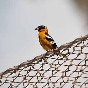 Black Headed Grosbeak(wild)