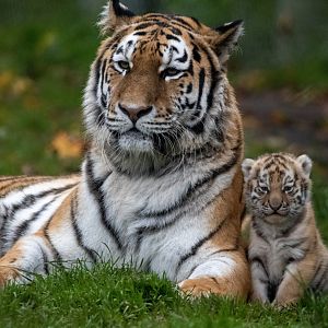 Amur tiger family