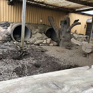 Meerkat & Porcupine Enclosure at Lake District Wildlife Park (May 2019)