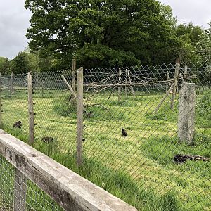 Black-capped Capuchin Enclosure at Lake District Wildlife Park (May 2019)