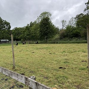 Belted Galloway Enclosure at Lake District Wildlife Park (May 2019)