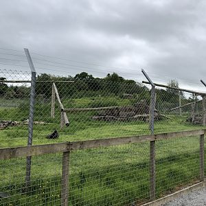 Mandrill Enclosure (?) at Lake District Wildlife Park (May 2019)