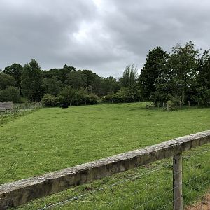 Yak Enclosure at Lake District Wildlife Park (May 2019)