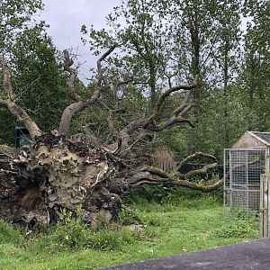 Red Panda Enclosure at Lake District Wildlife Park (May 2019)