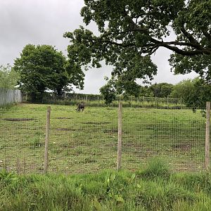 Black Wildebeest Enclosure at Lake District Wildlife Park (May 2019)