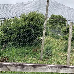 Serval Enclosure at Lake District Wildlife Park (May 2019)