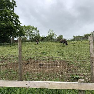 Black Wildebeest Enclosure at Lake District Wildlife Park (May 2019)