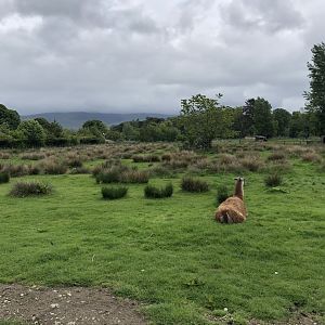 Guanaco Enclosure at Lake District Wildlife Park (May 2019)