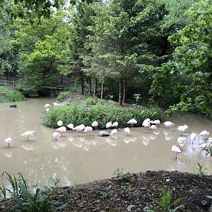 Greater Flamingo Enclosure at Lake District Wildlife Park (May 2019)