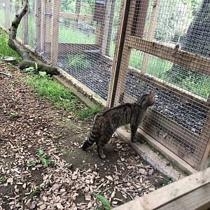 Scottish Wildcat at Lake District Wildlife Park (May 2019)