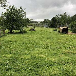 Patagonian Mara Enclosure at Lake District Wildlife Park (May 2019)