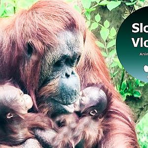 Orangutan Mother With Two Newborn Babies In New Enclosure