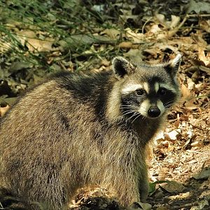 Lone Elk County Park-Raccoon