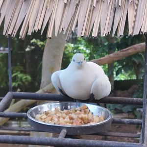 Royal Ramble - Silver-tipped imperial pigeon