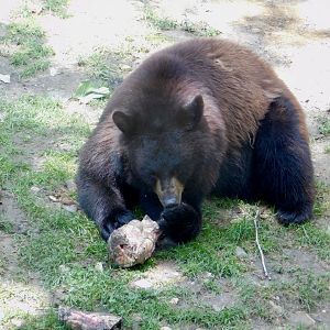 American Black Bear