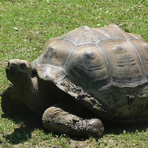 Galapagos Tortoise