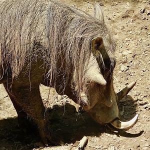 Warthog