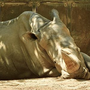 White Rhinoceros Napping