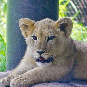 African Lion cub