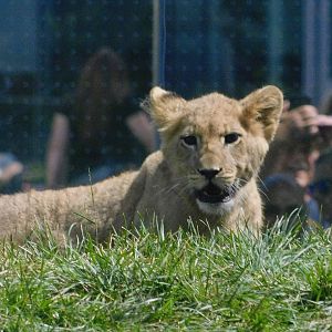 African Lion cub