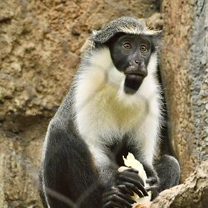 Diana Monkey