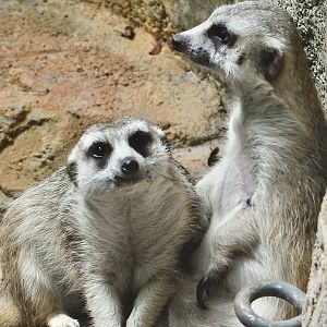 Meerkat