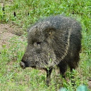 Chacoan Peccary