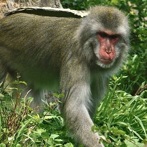 Japanese Macaque