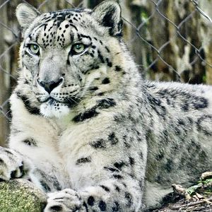 Snow Leopard