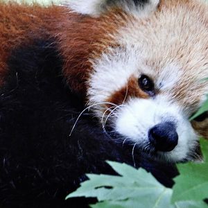 Red Panda