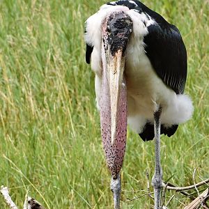 Marabou Stork