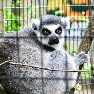 Ring-Tailed Lemur