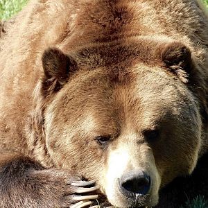 Brown Bear