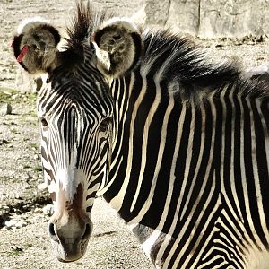 Grevy’s Zebra