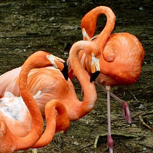 The Wild- Caribbean Flamingo