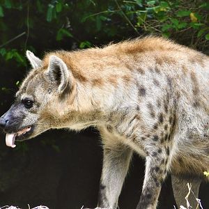 Rivers Edge- Spotted Hyena