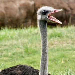 Red Rocks- Common Ostrich