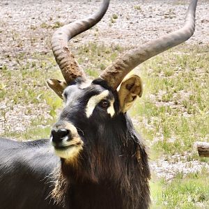 Red Rocks- Nile Lechwe