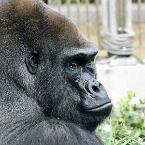 The Wild- Lowland Gorilla
