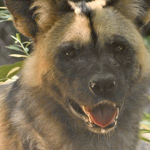 River’s Edge- African Wild Dog