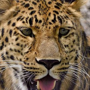 Red Rocks- Amur Leopard