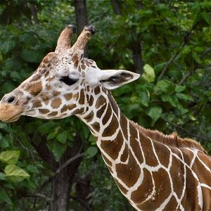 Red Rocks- Reticulated Giraffe