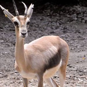 Red Rocks- Speke’s Gazelle
