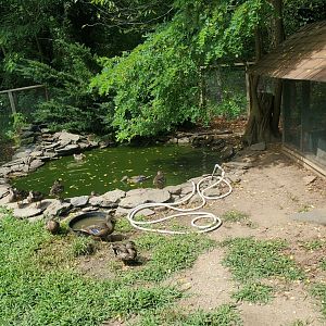 Sweetbriar Nature Center (2022) - Duck pond