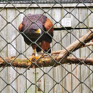 Sweetbriar Nature Center (2022) - Harris' Hawk