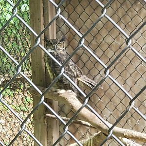 Sweetbriar Nature Center (2022) - Great Horned Owl