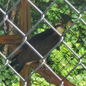 Sweetbriar Nature Center (2022) - Osprey