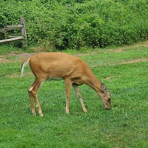 Sweetbriar Nature Center (2022) - Free-range Deer
